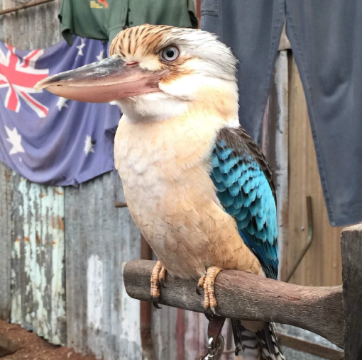 The original photo of the kookaburra (permission was obtained from the photographer to use it)